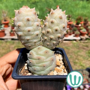 Tephrocactus Articulatus - Mycket köldhärdig kaktus, härdig ner till USDA-zon 8a - Levande växt - Rare Cactus Collection