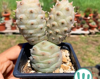 Tephrocactus Articulatus - Cactus muy resistente al frío hasta la zona USDA 8a - Cold Hardy Cactus - Live Plant - Rare Cactus Collection