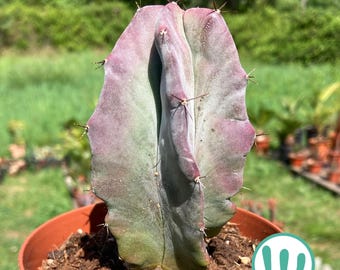 Stenocereus Pruinosus - Rare Collection Cactus - live plant