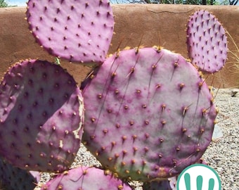 Opuntia Gosseliniana "Santa Rita" - Cactus winterhard tot USDA zone 7a