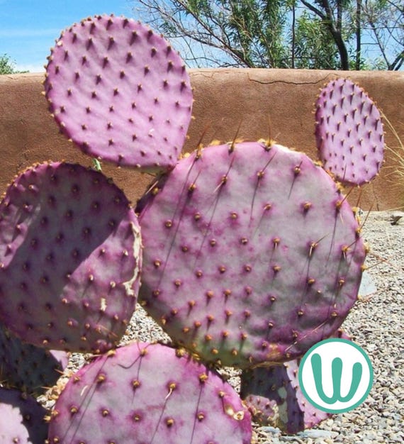 Opuntia Gosseliniana Santa Rita  Kaktus, winterhart bis USDA-Zone 7a