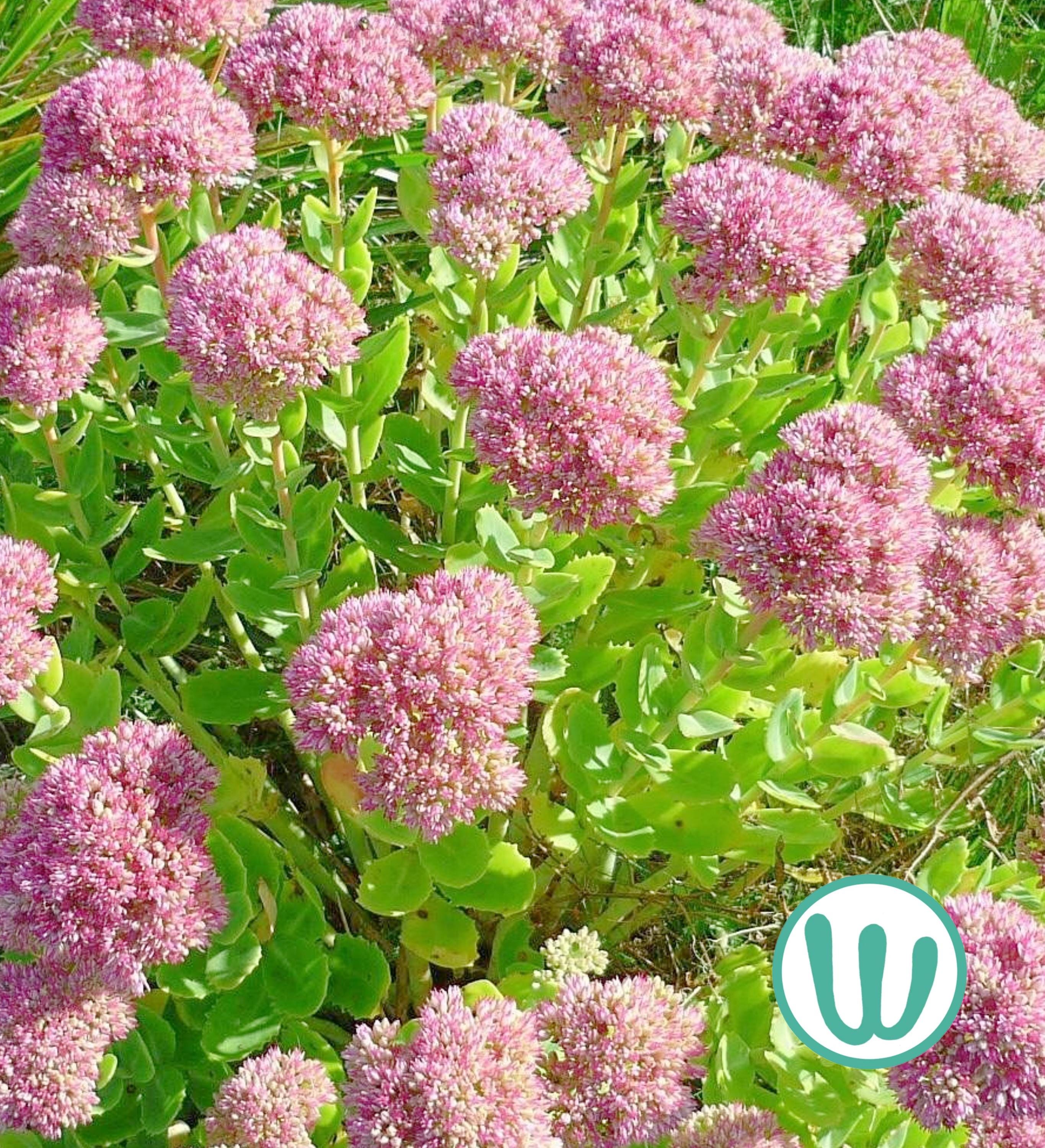 Sedum autumn joy seeds - Etsy 日本