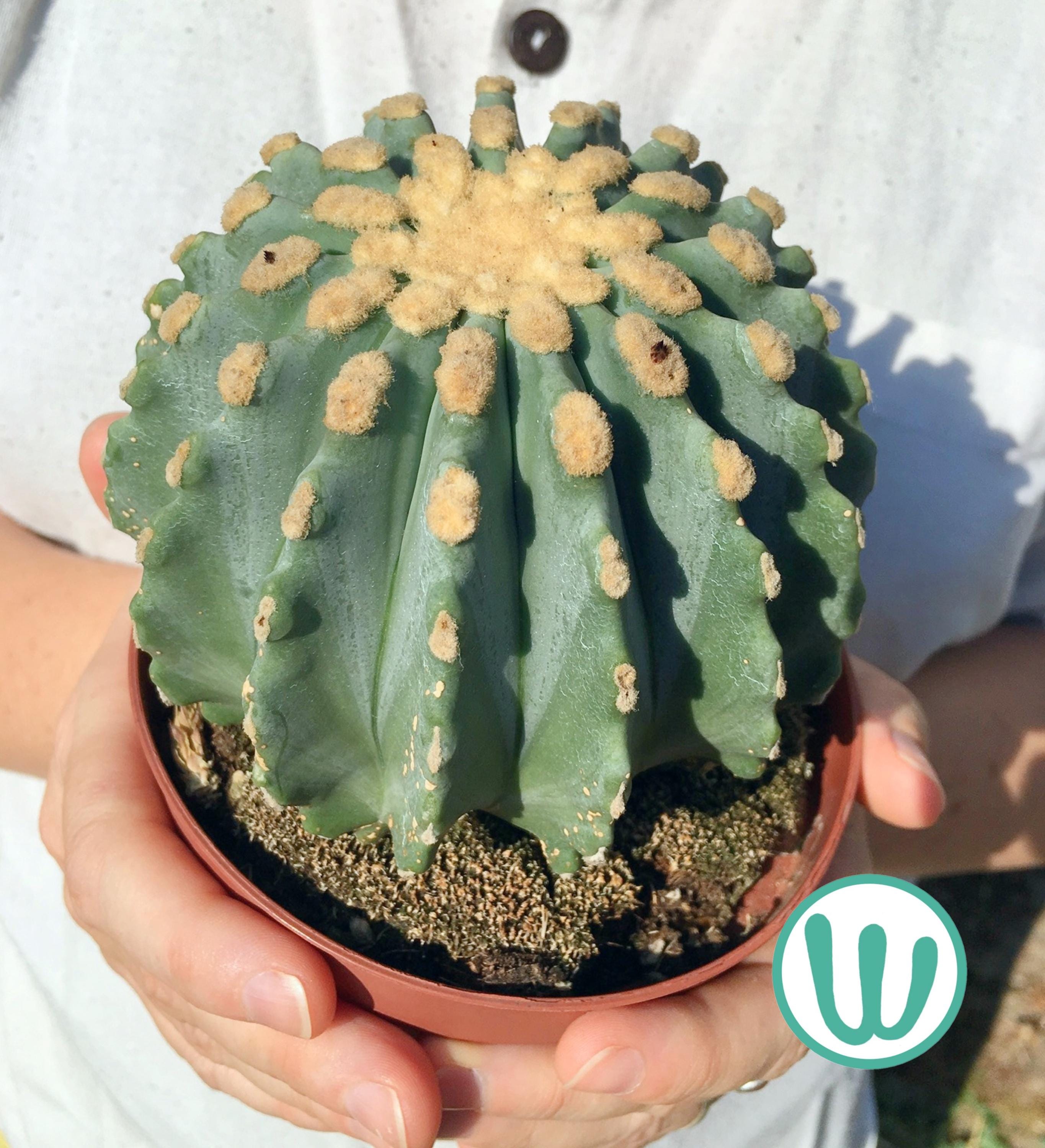 Melocactus - Etsy 日本