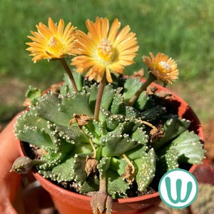 where to buy sunflower seeds for planting Ferry-Morse Sunflower Seeds 1.3 Gram(s)