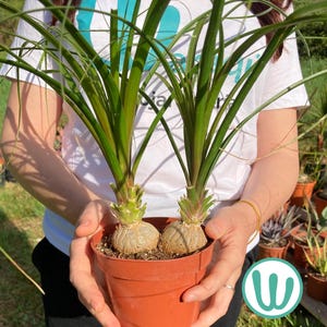big snake plant 7-10 FT Snake Plant