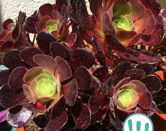 Aeonium "Velour" - Pianta succulenta viva