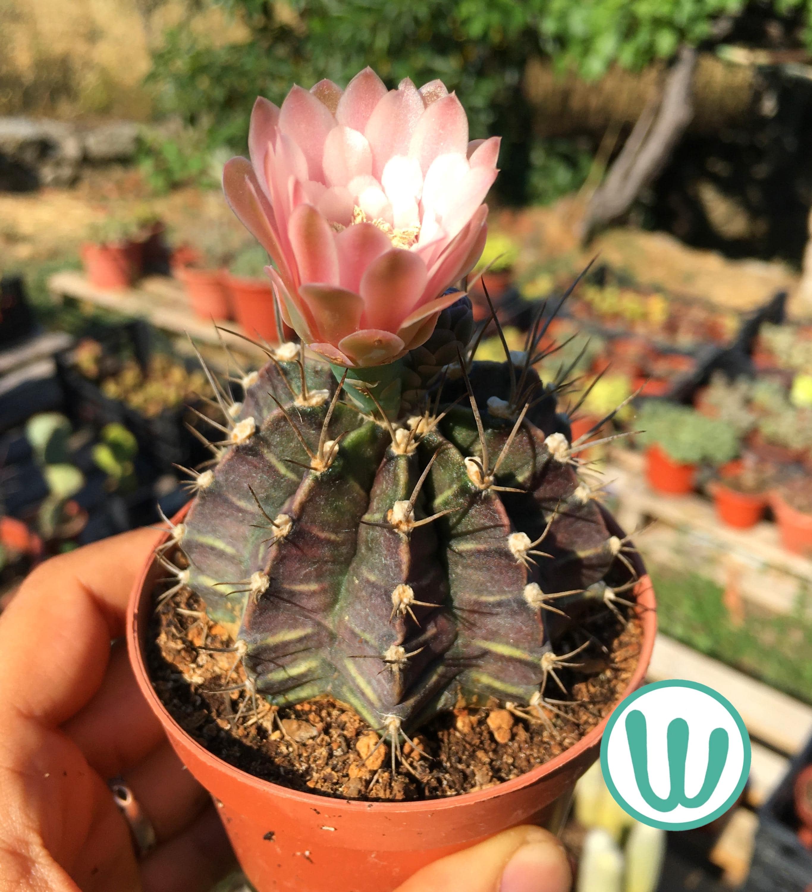 grünlilie dunkelgrün Grünlilie kaufen | Chlorophytum comosum