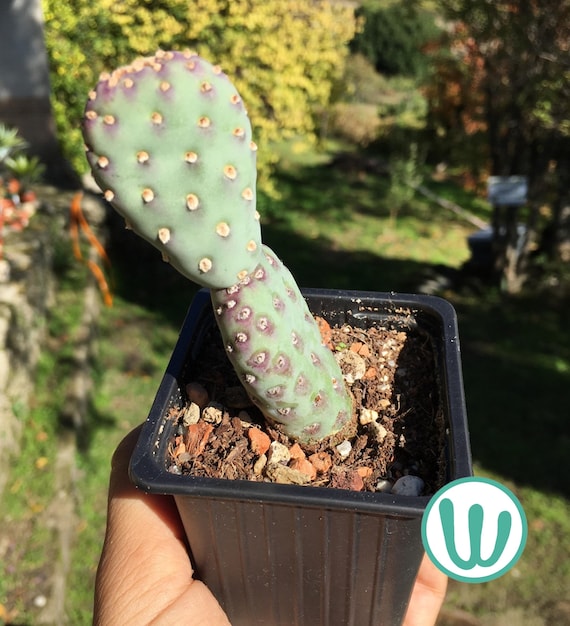 Opuntia basilaris var. caudata  Sehr winterharter Kaktus, winterhart bis  USDA-Zone 7a  Winterharter Kaktus  Lebende Pflanze - Etsy sterreich