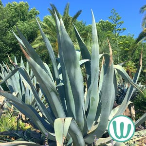 Puede incluir: Primer plano de una planta de agave grande con hojas largas y afiladas. La planta está creciendo en un jardín con otras plantas en el fondo.