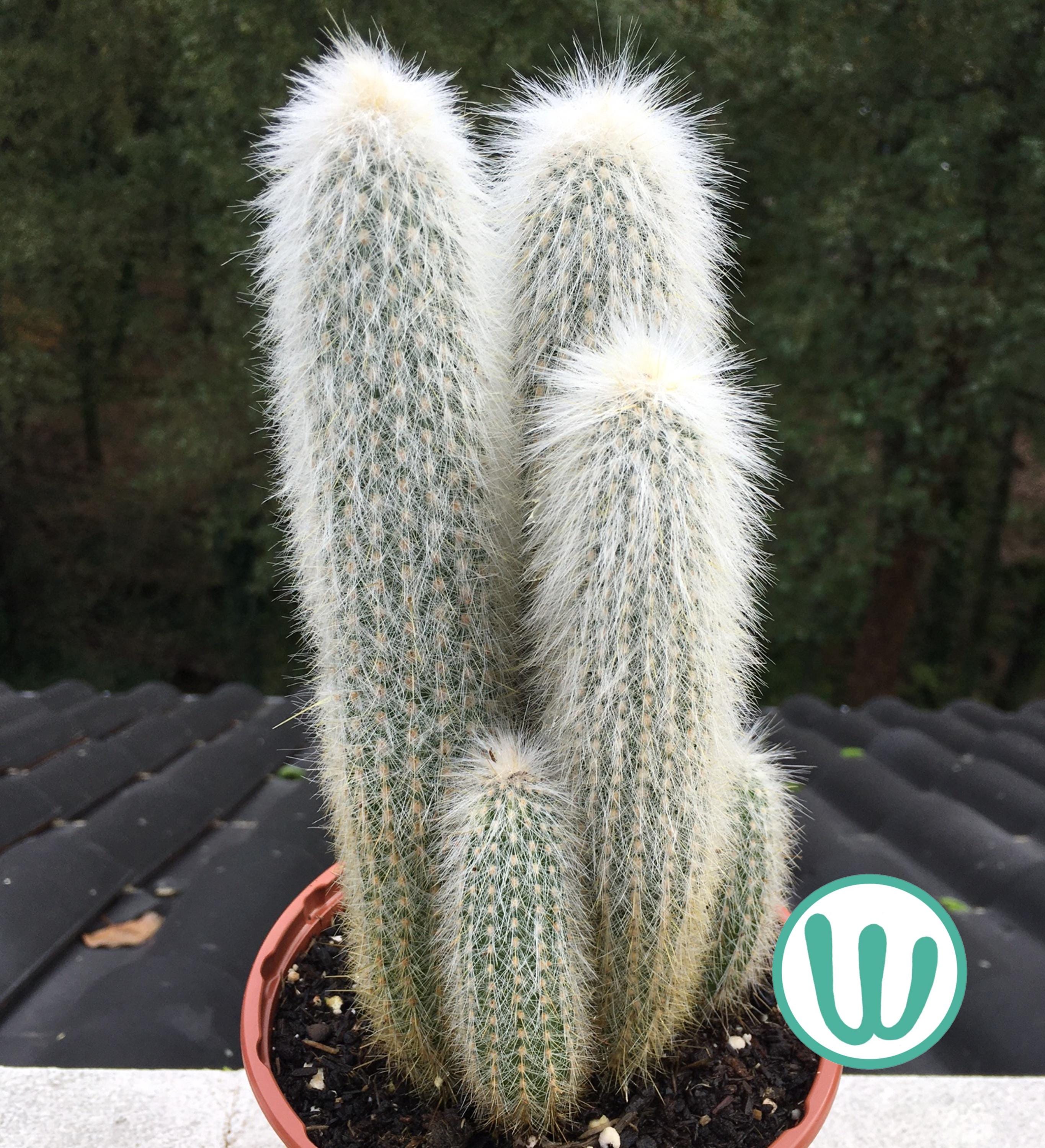 kaktus pflanze mit rosa blüten Echinopsis Hybride main image 1
