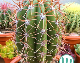 Trichocereus Pasacana  Sehr winterharter Kaktus, winterhart bis USDA-Zone  7a  Lebende Pflanze - Etsy.de