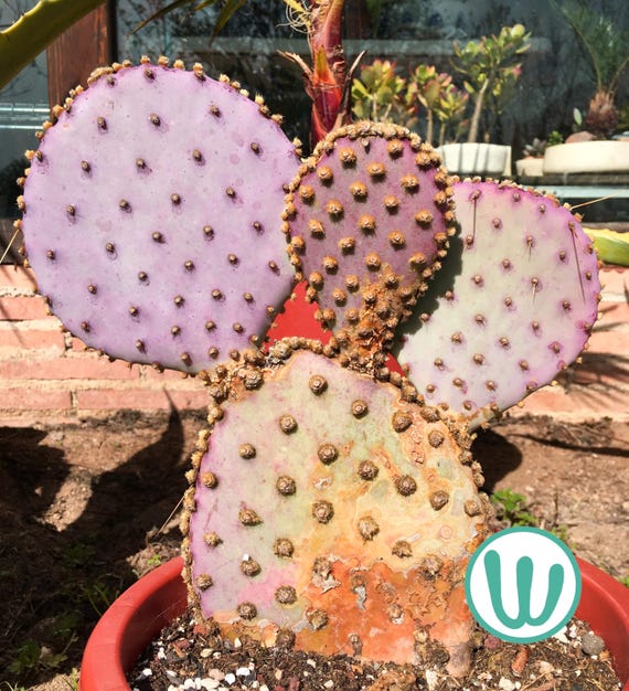 Opuntia Gosseliniana Santa Rita  Kaktus, winterhart bis USDA-Zone 7a