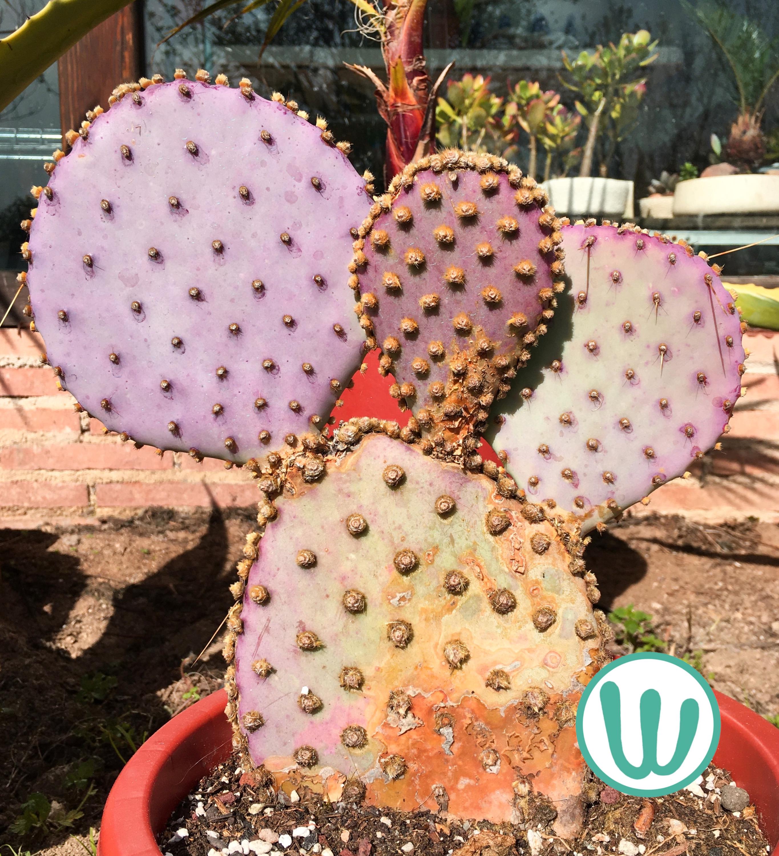 Opuntia Gosseliniana 