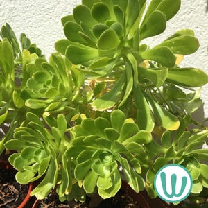 May include: A close-up of a green succulent plant with large, fleshy leaves. The plant is growing in a brown pot and is surrounded by other plants.