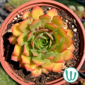 Sempervivum chick charms - Etsy 日本