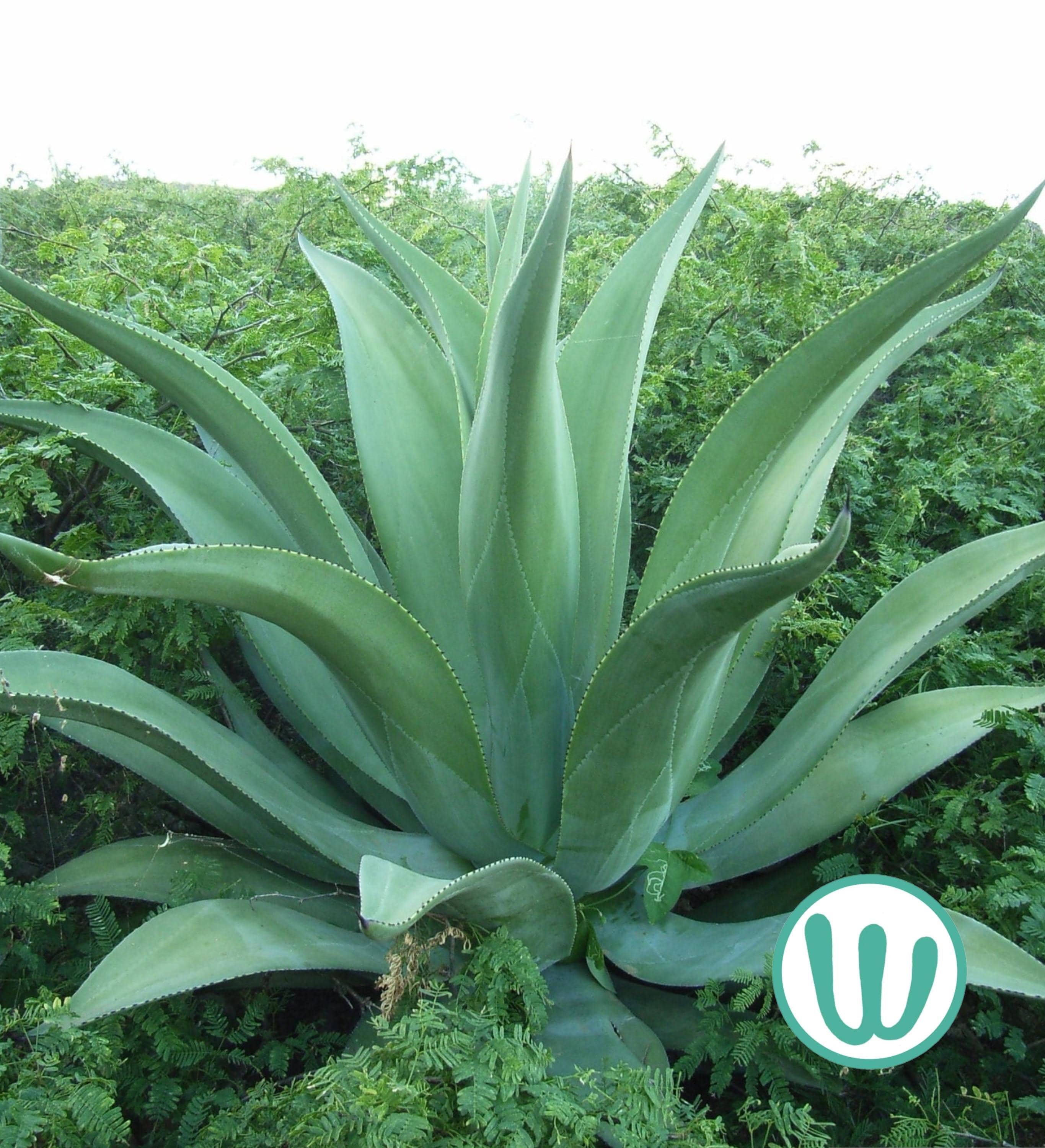 Winterharte agave - Etsy.de