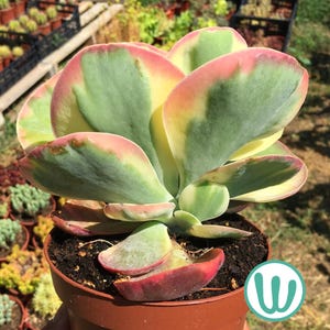Kalanchoe Luciae Variegata - Sukkulente lebende Pflanze