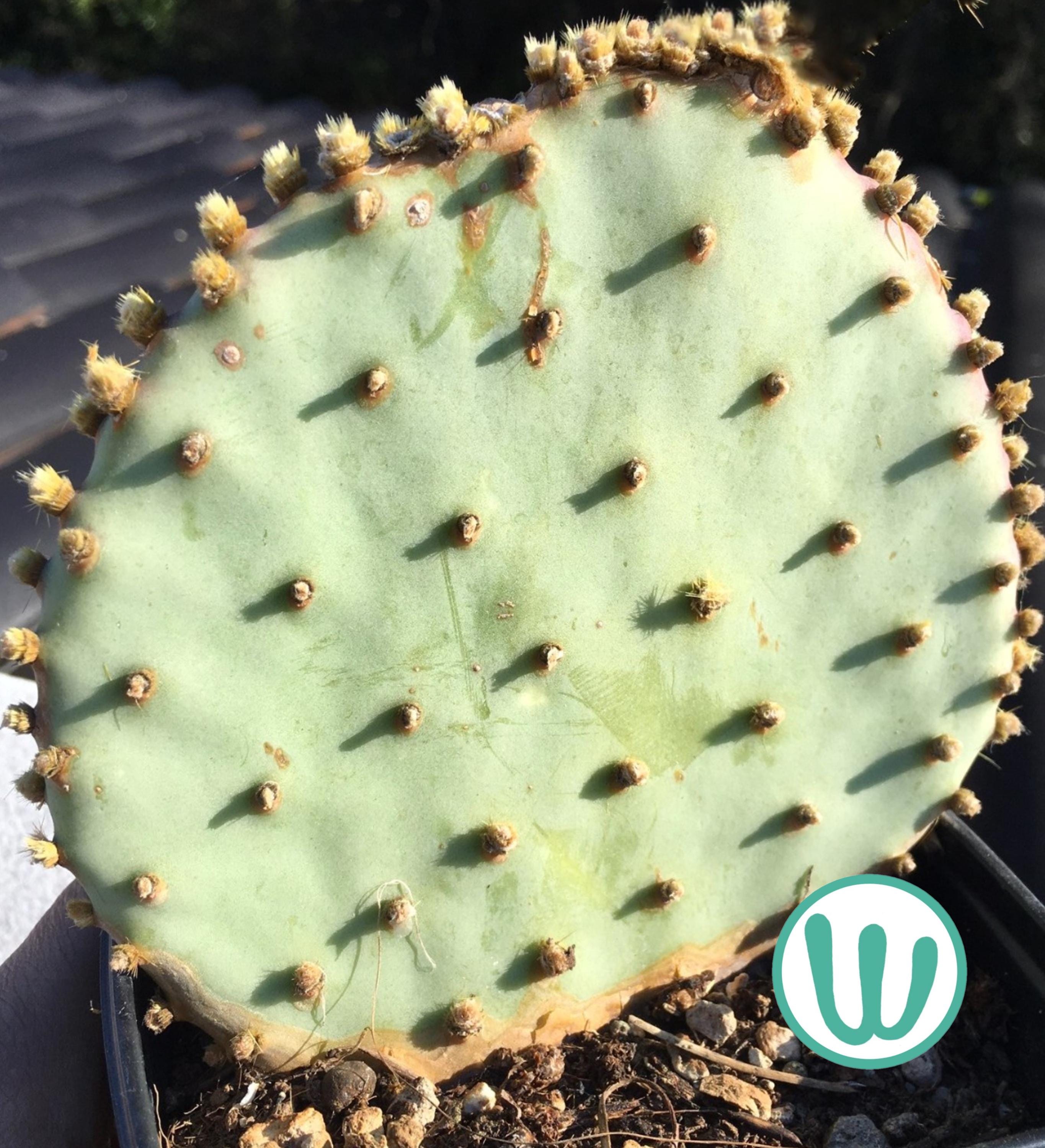 Opuntia Gosseliniana 