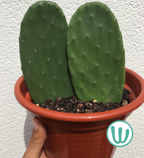 Opuntia ficus-indica  Feigenkaktus  Winterharter Kaktus (bis USDA-Zone  8b)  Lebende Pflanze - Etsy.de