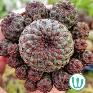 Rebutia Rauschii - Etsy Singapore
