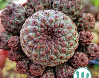 Sulcorebutia Rauschii - Cactus da collezione