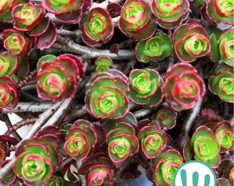 Sedum Spurium "Purple Winter" - Suculenta extremadamente resistente al frío hasta la zona USDA 4a- Cultivo de piedra. Suculenta de exterior.