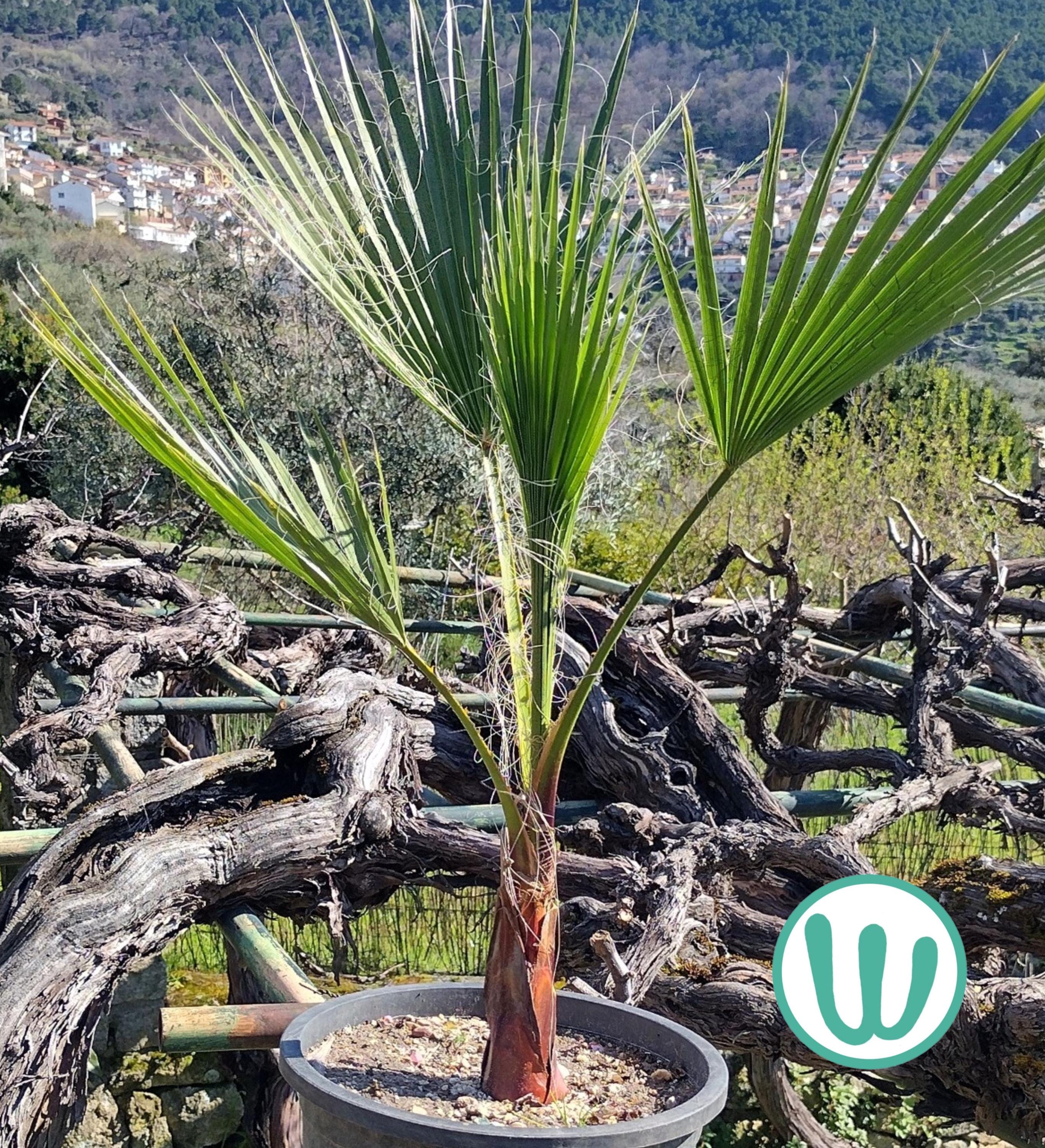 ワシントニア・フィリブスタ（Filifera X Robusta）の種子30粒 - USDA 