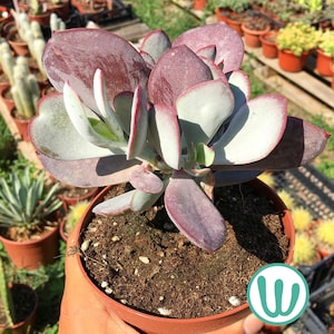 Op de afbeelding: Een vetplant in pot met grote, afgeronde, paars omrande bladeren. De bladeren zijn een mix van grijsgroen en dieppaars. De plant staat in een bruine pot gevuld met aarde. Andere potplanten zijn zichtbaar op de achtergrond.