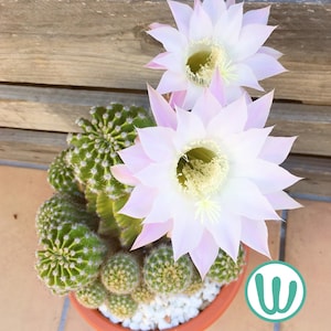 サボテン　群生　古株　検★エキノプシス・オキシゴナ　多肉植物　園芸 Echinopsis oxygona - Etsy 日本
