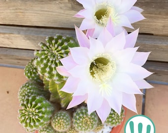 Echinopsis Oxygona - Cactus resistente al frío hasta la zona USDA 8a