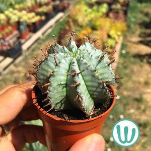 Euphorbia Horrida - żywa sukulenta