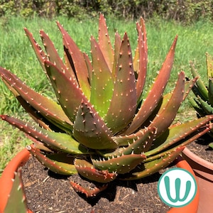 Aloe nobilis - Etsy.de