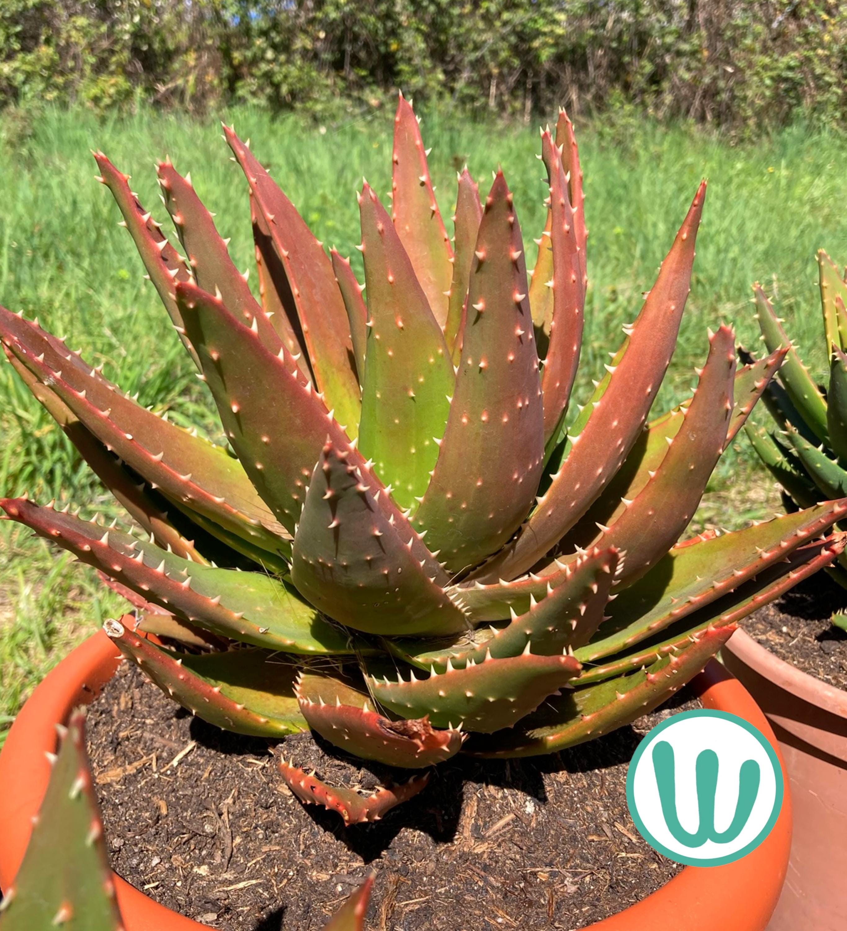 asa selection agave Agave Attenuata Spineless Century Plant, Soft Tip Agave