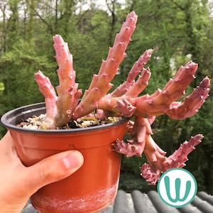 Stapelia (Orbea) Variegata - Sukulentna roślina żywa