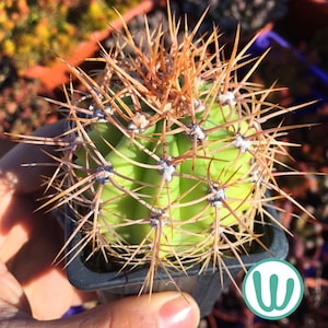 Trichocereus Atacamensis – Cold hardy Cactus up to USDA zone 7a