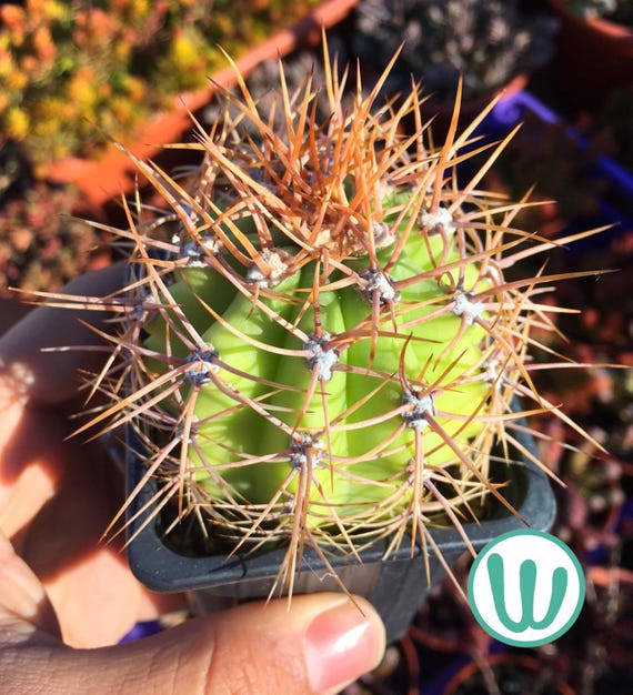 Trichocereus Pasacana  Sehr winterharter Kaktus, winterhart bis USDA-Zone  7a  Lebende Pflanze - Etsy.de