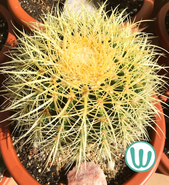 Echinocactus grusonii  Winterharter Kaktus (Zone 8B)  Lebende Pflanze -  Etsy.de