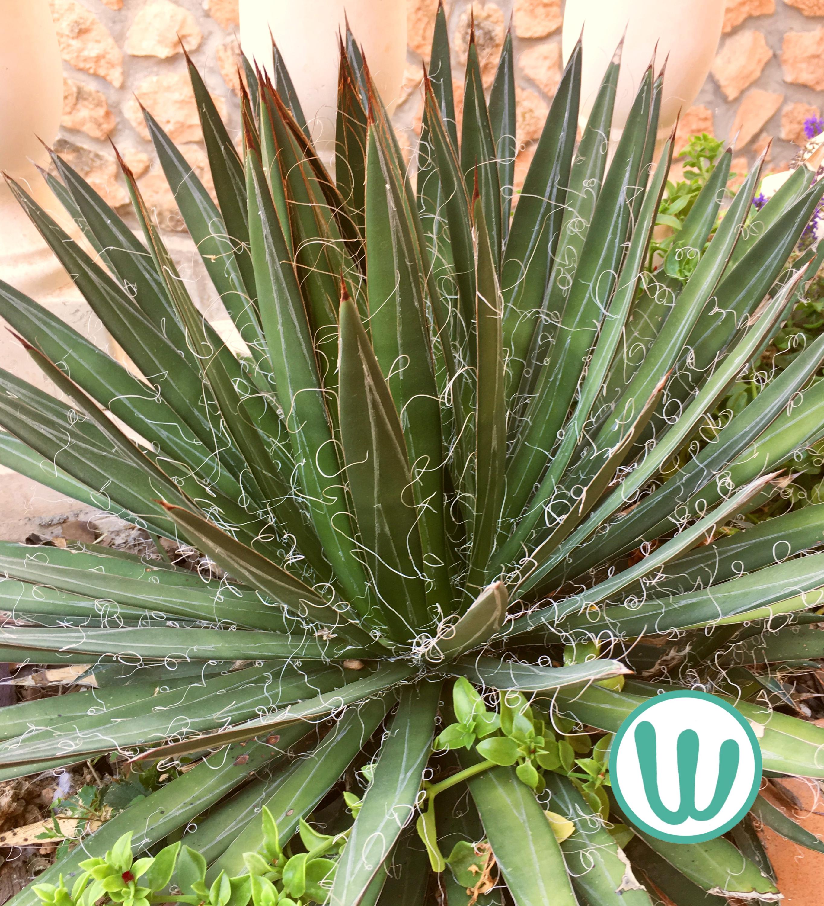 Yucca rostrata - Etsy 日本