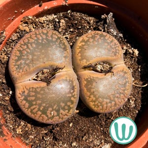 May include: Two Lithops plants, also known as living stones, in a terracotta pot. The succulent plants have a rounded, split shape with a mottled pattern of green and brown. The soil is dark brown.
