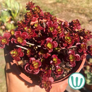 Op de afbeelding: Een vetplant in een pot met talloze kleine, vlezige blaadjes die verlopen van een levendig limoengroen in het midden naar een diep, rijk bordeauxrood aan de randen. De plant staat in een eenvoudige, ronde, terracotta-kleurige plastic pot.