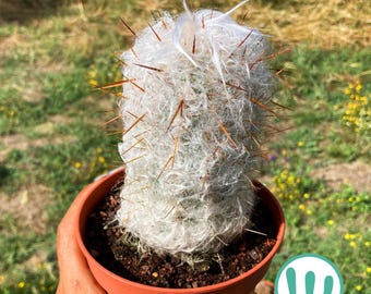 Oreocereus Trolli - Cactus Viejo de los Andes - Cactus muy resistente al frío hasta la zona 8A USDA - Cold Hardy Cactus - Old Man Cactus