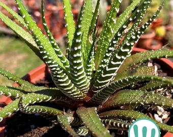 Haworthia Fasciata - Zebra Plant - Planta suculenta de colección, ideal para interior. Live succulent Plant