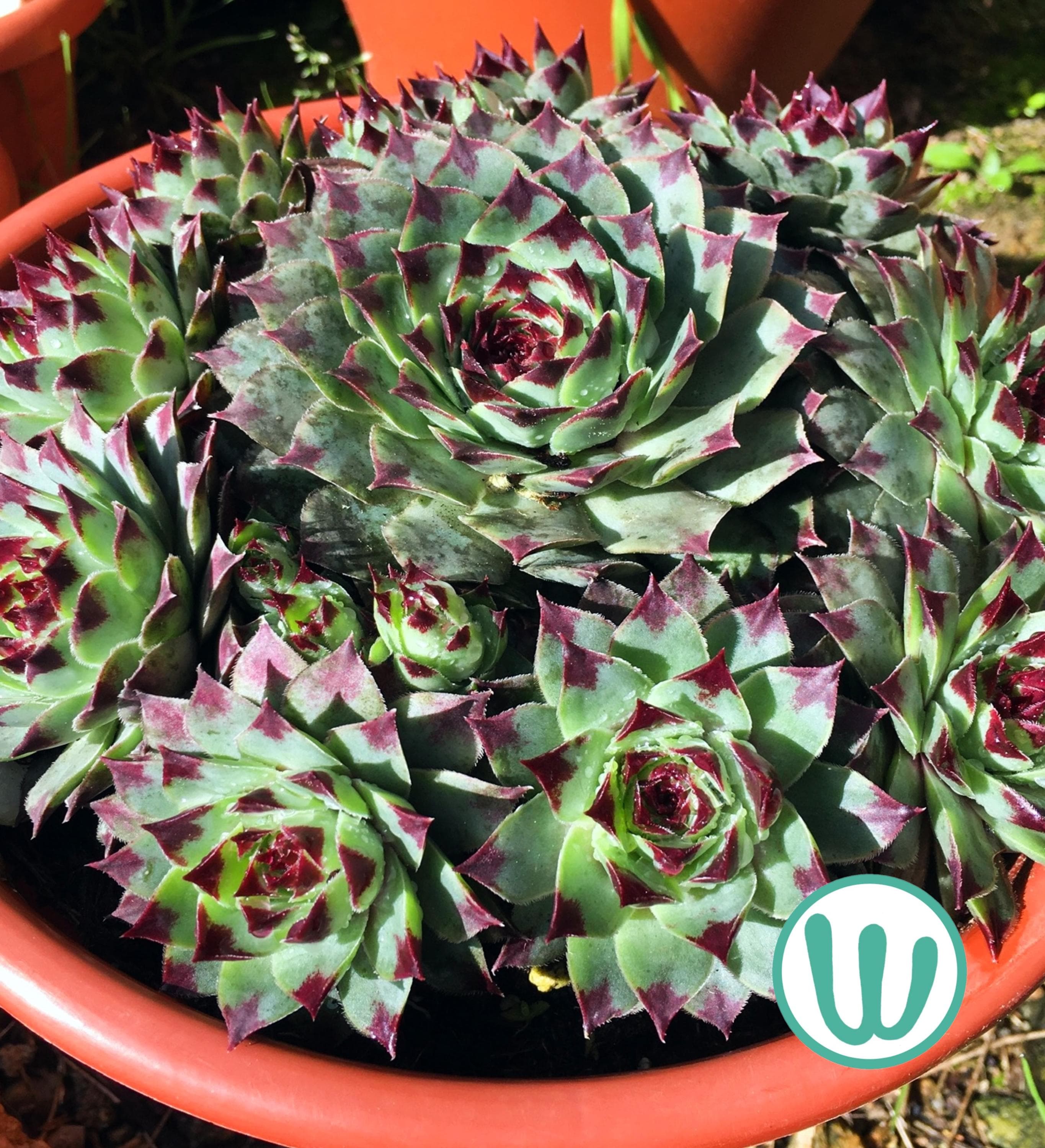 Sempervivum chick charms - Etsy 日本