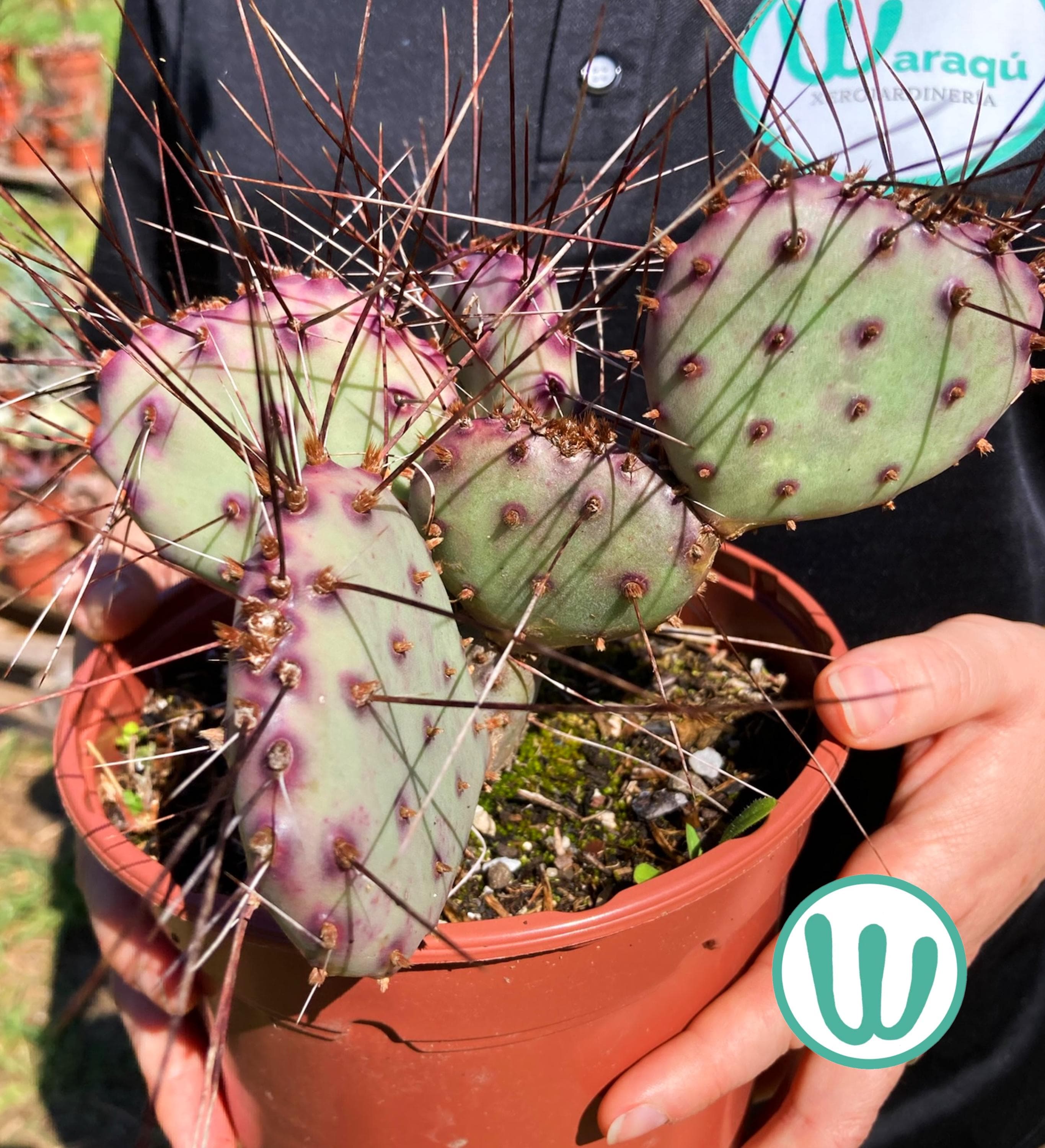 Opuntia santa rita - Etsy 日本