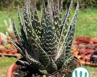 aloe vera haar shampoo Shampoo Moisture Replenishing main image 1