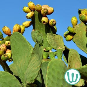 Opuntia Ficus-Indica - Chumbera o Nopal - Cactus resistente al frío hasta la zona USDA 8b