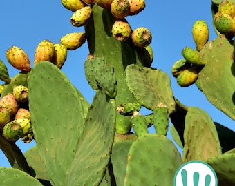 Opuntia Ficus-Indica - Vijgcactus - Winterharde cactus (tot USDA-zone 8b) - Levende plant