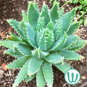 Aloe hercules plant - Etsy 日本