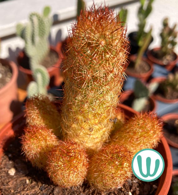Mammillaria Elongata Rubra  Winterharter Kaktus (bis USDA-Zone 8B)   Lebende Pflanze - Etsy sterreich