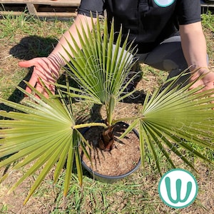 Può includere: Una giovane palma in un vaso nero, con foglie verdi a forma di ventaglio. La pianta è circondata da pacciame marrone e poggia su erba verde. L'immagine è ripresa da una prospettiva leggermente rialzata.